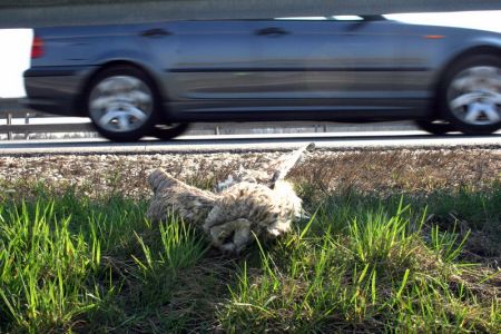 ... temveč tudi ptice ...