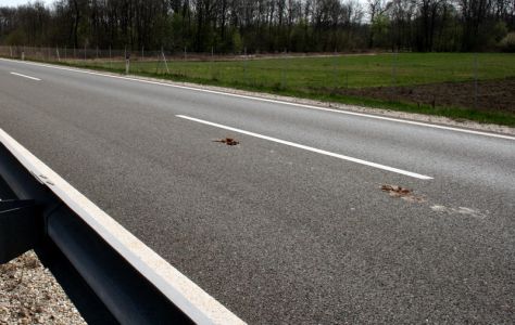 Vse to, da bi se izognili takim prizorom!