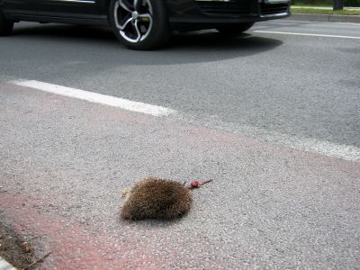 Žrtve povoza niso samo ježi ...