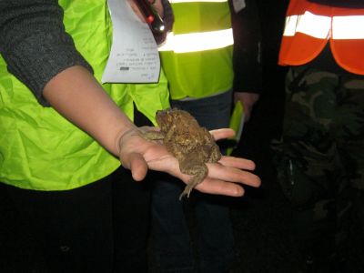 Ampleksus (objem) krastač.