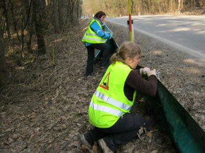Zato smo v okviru projekta pomagali društvu za preučevanje dvoživk in plazilcev Societas herpetologica slovenica pri projektu »Varstvo dvoživk na Večni poti«.