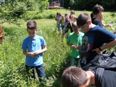 Center so obiskali tudi učenci OŠ Kuzma, katerim smo na delavnici pokazali pravilno odstranjevanja invazivne zlate rozge.