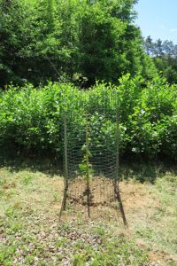 Nevpadljiva ograja je zavarovala vinsko trto pred živalmi - jeseni smo utrgali prvi grozd!