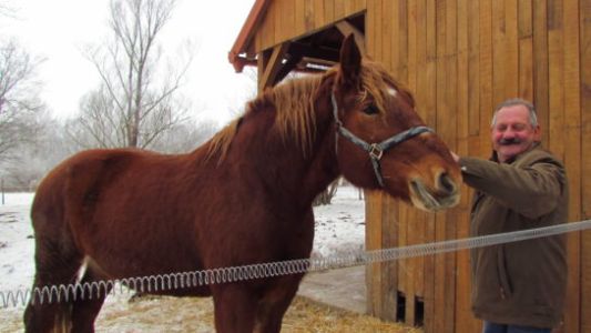 ... in spoznali međimurskega hladnokrvnega konja.