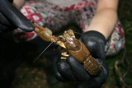 Našli smo jelševca, signalnega raka pa v potokih še ni!