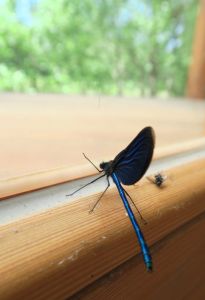 Včasih nas živali obiščejo tudi v pisarni, nato pa se vrnejo nazaj v naravno okolje.