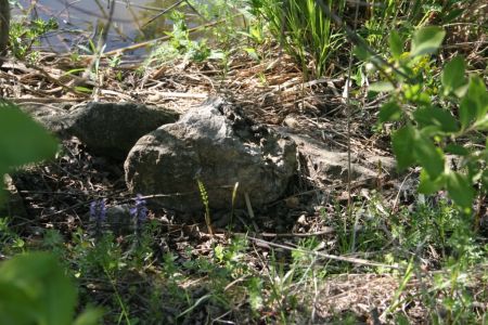 Vidra markira na izpostavljenih mestih in objektih.