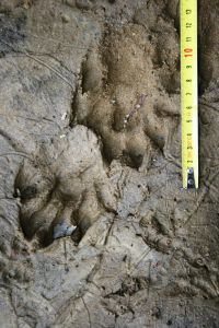 Odtis vidrinih tačk na pesku.