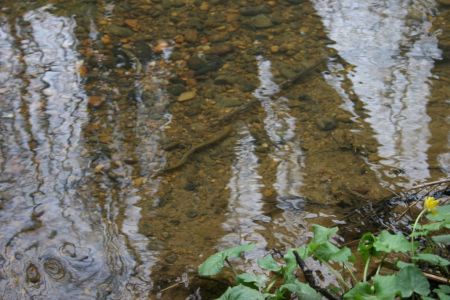 Na projektnem območju smo izvedli tudi inventarizacijo flore, favne in habitatnih tipov. Opazili smo tudi piškurje!