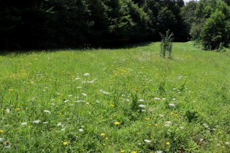 Ekstenzivni cvetoč travnik, ki ima manjši CO2 odtis kot gojena angleška trata, obenem pa vzdržuje estetsko vrednost in visoko biodiverzitetno vrednost.